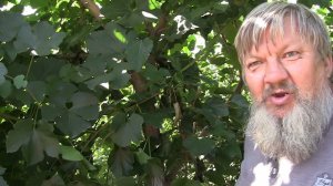 Шелковица на Южном Урале  от виноградаря Николая Сергеева г. Южноуральск