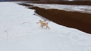 ЗСЛ - Купил  Щенка Сильных кровей .  Потомок Шороха и Других хороших Лаек