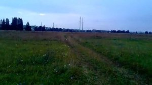 Натаска гончей, гуляем с собакой, Русская пегая гончая, начало натаски