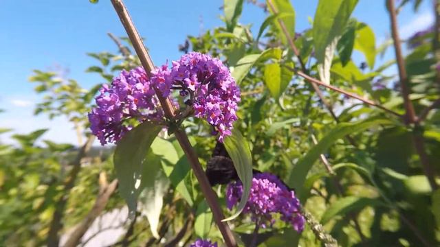 Дача как хобби. Бабочки. смотреть онлайн