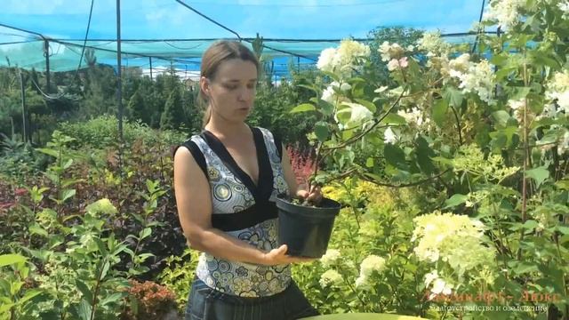 Гортензия садовая