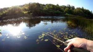 Окунь на спиннинг Norstream Invict 762L (2.29 м; 3-15 г). Рыбалка в ленинградской области.