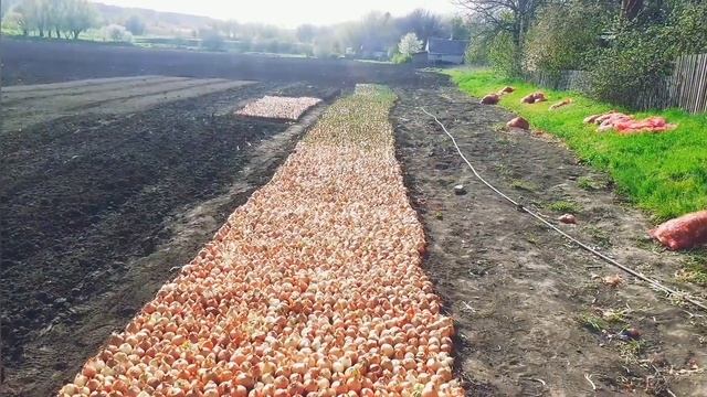 ЗЕЛЕНЬ ЛУКА (Лук перо) в открытом грунте, без обработок и затенения. Все от посадки до сбора урожая