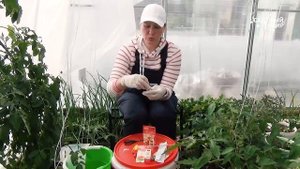 Как избавиться от белокрылки на томатах и других растениях в теплице