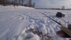 ЖОР Окуня НА БЛЕСНУ!!Реально первый лед отдыхает!Рыбалка 2021 на Оби .Бурлак Егерь.