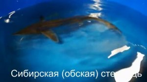 Стерлядь сибирская и окская. Сравнение внешнего вида