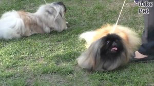 ПОЕМУ У СОБАК СЛЕЗЯТСЯ ГЛАЗА?