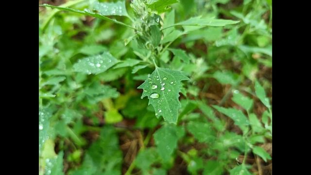 Realme Narzo 30 5G - Тест камеры. НА ЧТО СПОСОБЕН?! Camera Test смотреть онлайн