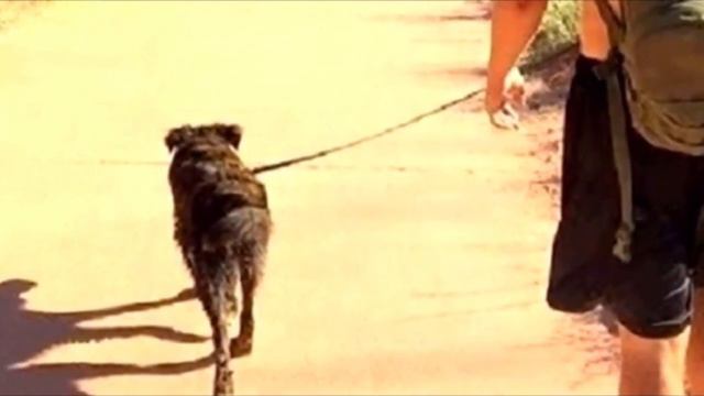 Пара подошла к заправке, и в этот момент появилась собака. Она легла перед людьми, умоляя о помощи смотреть онлайн