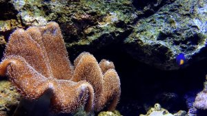 Sea Anemone and the fishes living under water |2021|