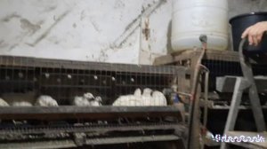 Как козы реагируют на траву. Прогулка по лесу