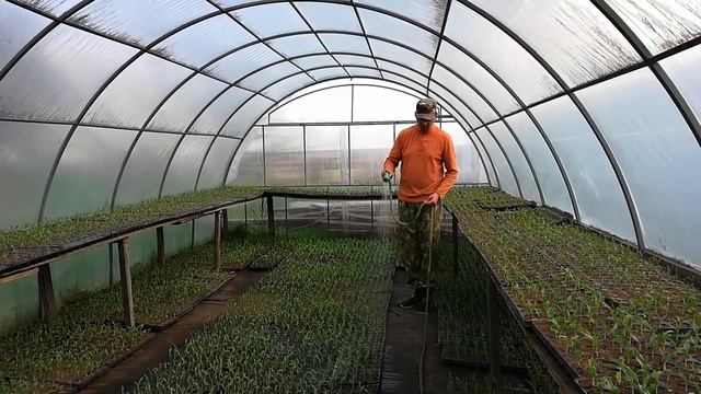 Сахарная кукуруза. Часть 2. Полив рассады смотреть онлайн