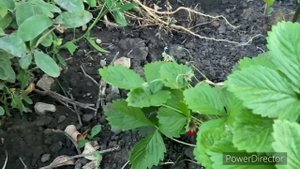 БЕСКОНЕЧНЫЕ ДЕЛА НА ФЕРМЕ