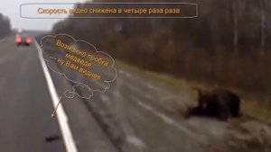 Медведь переходит дорогу и сбит автомобилем встает и бежит дальше Алин