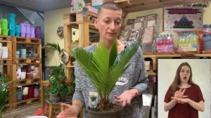 Цикас { СУРДОПЕРЕВОД }  Саговая пальма | Неприхотливая пальма для любителей необычных растений