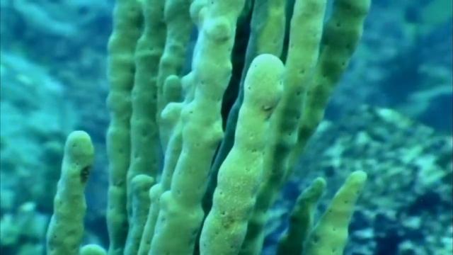 БАЙКАЛЬСКАЯ ГУБКА ИНСТРУКЦИЯ ПО ПРЕМИНЕНИЮ BAIKAL SPONGE USER'S MANUAL