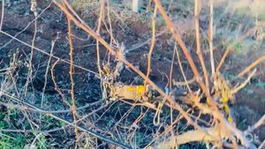 Работа в Крыму зимой. Обрезка винограда