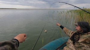 Огромные Караси на кукурузу - Веселая рыбалка в начале лета далеко от дома. Сазан пошел!