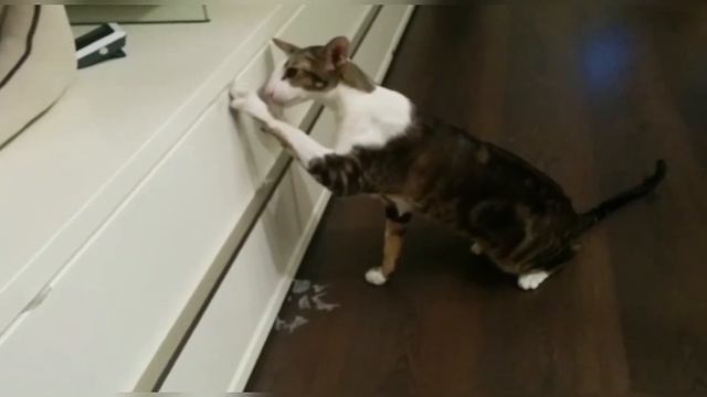 Ориентальный кот - кладовщик 😸| Oriental Cat Try To Steal The Plastic Wrap From The Drawer