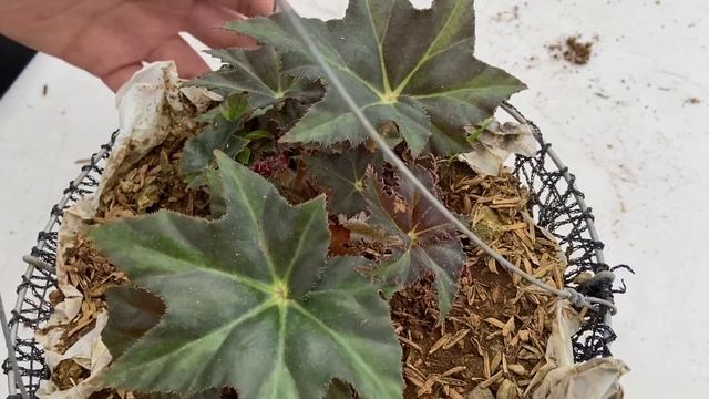 DIFFERENT VARIETIES OF BEGONIA смотреть онлайн