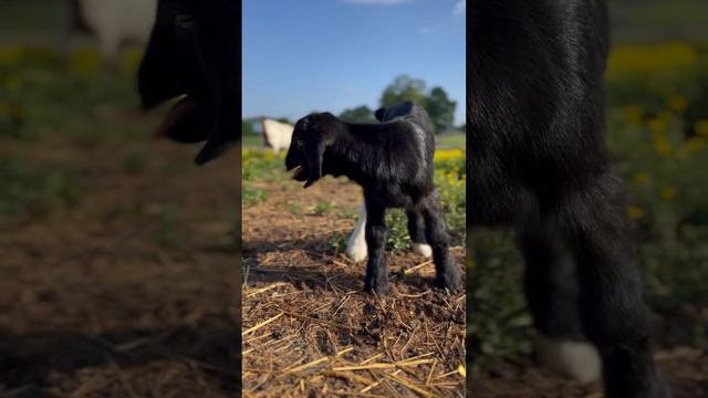 Meet Hector, the baby #goat with one white leg! He is looking for his #mom #goats #farm #home