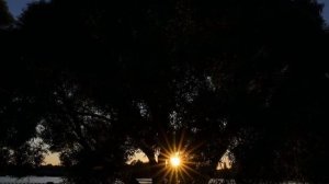 "ЖОЗЕФИНА"... (Фото Лилии Дауровой (СПб), музыка - Mystic Diversions)