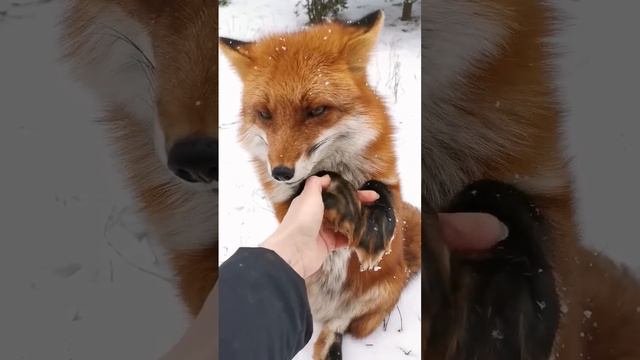 Лиса - это вам не зайка!