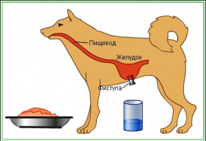Опыты Павлова по физиологии пищеварения