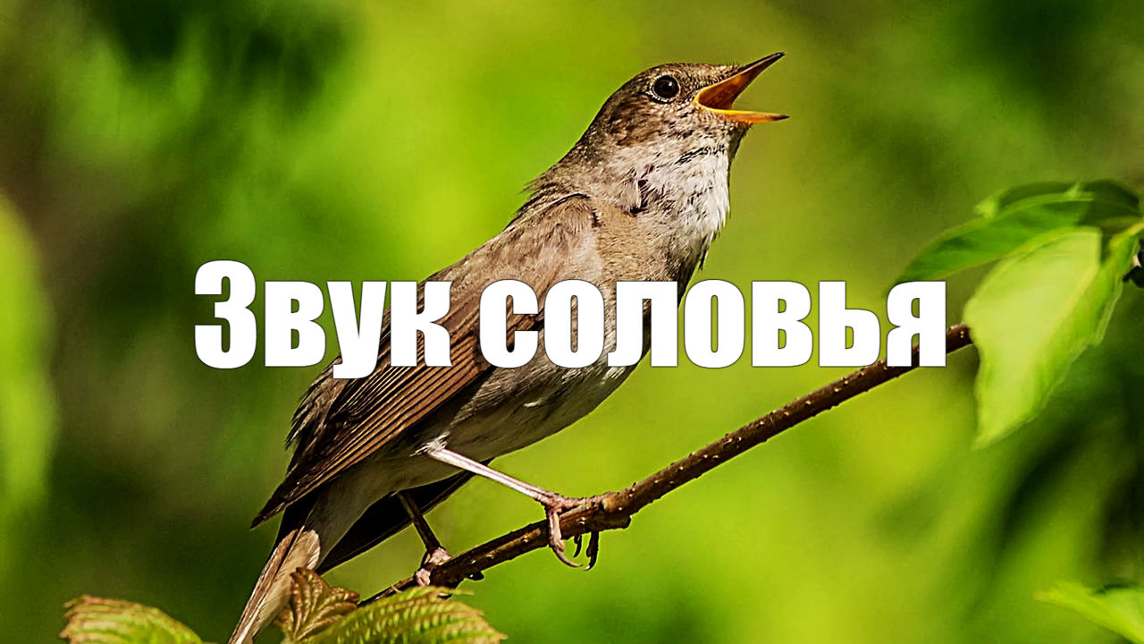 Звук природы. Соловей в лесу поет от бессонницы.