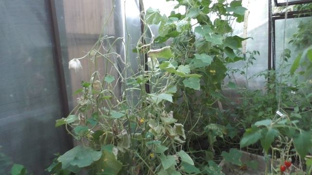 СВОЁ ВЫХОДИТ ДОРОЖЕ | ГОТОВИМ ДОМА | МАЛЫШ НА ГОРМОНАХ | ЗАШЁЛ НА УЖИН | ПЕЛЬМЕНИ И ПИЦЦА смотреть онлайн