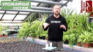 Главная беда рассады и 3 простых решения. Пятна, скручивания и подсыхание листьев - это все ОН!