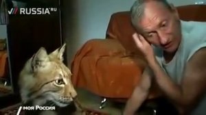 Домашняя рысь