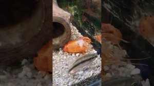 как происходит линька ?флоридский рак  ?#aquarium #subscribe #рак #fish #аквариум