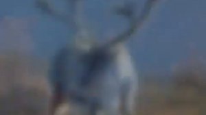 Сахам сирэ барахсан (Саарын)