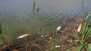 В реке 2-я Кочеты в Динском районе массово гибнет рыба