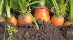 Морковная Муха Погибает И Увеличивается Урожайность! Не Химия! #огород