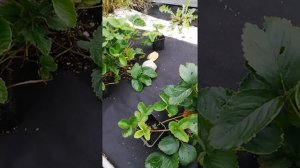 Усы от ремонтантной клубники