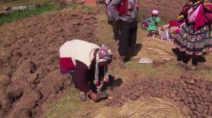 La pomme de terre, l’autre trésor Inca