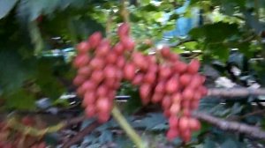 Виноград 2020 . Дынька - селекции Пысанки О.М.