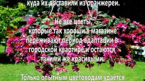 Выращивание фуксий. Бизнес идея