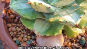 第459弹:王妃雷神黄中斑Agave potatorum var. verschaffeltii 'Medio-picta'