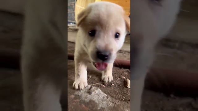 very cute baby puppy very funny video youtube shortvideo