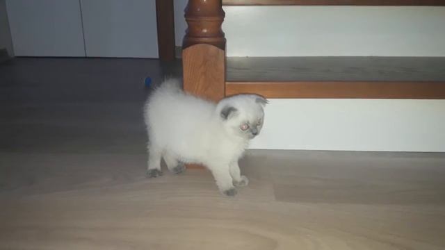 Котёнок шотландский вислоухий (девочка) смотреть онлайн