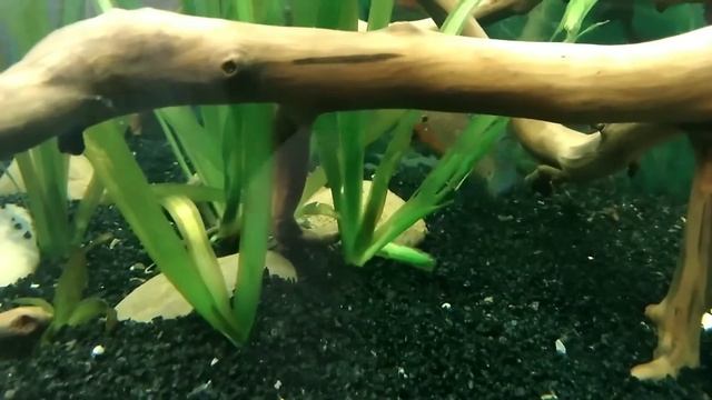 Хромисы , кладка икры в троём , жесть ? смотреть онлайн