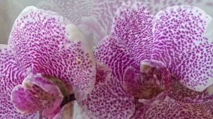 ПАНДОРА ОРХИДЕЯ ФАЛЕНОПСИС