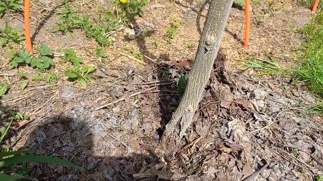 ЭКОМИР34 Павловния перезимовала 2022 часть 1.  Paulównia In Russia. Paulownia