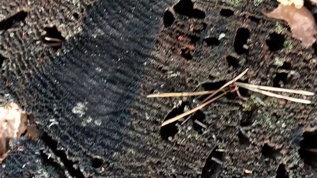Рядовки Красные. Лес Козьи Горы. Березки.