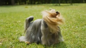 Все о породе Йоркширский Терьер