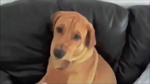 Я плакал!! приколы люди и животные смех, юмор, ржач, смотреть всем Ноябрь 2013 смотреть онлайн