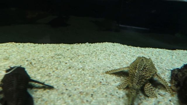 VLOG Разговариваем с рыбами смотреть онлайн